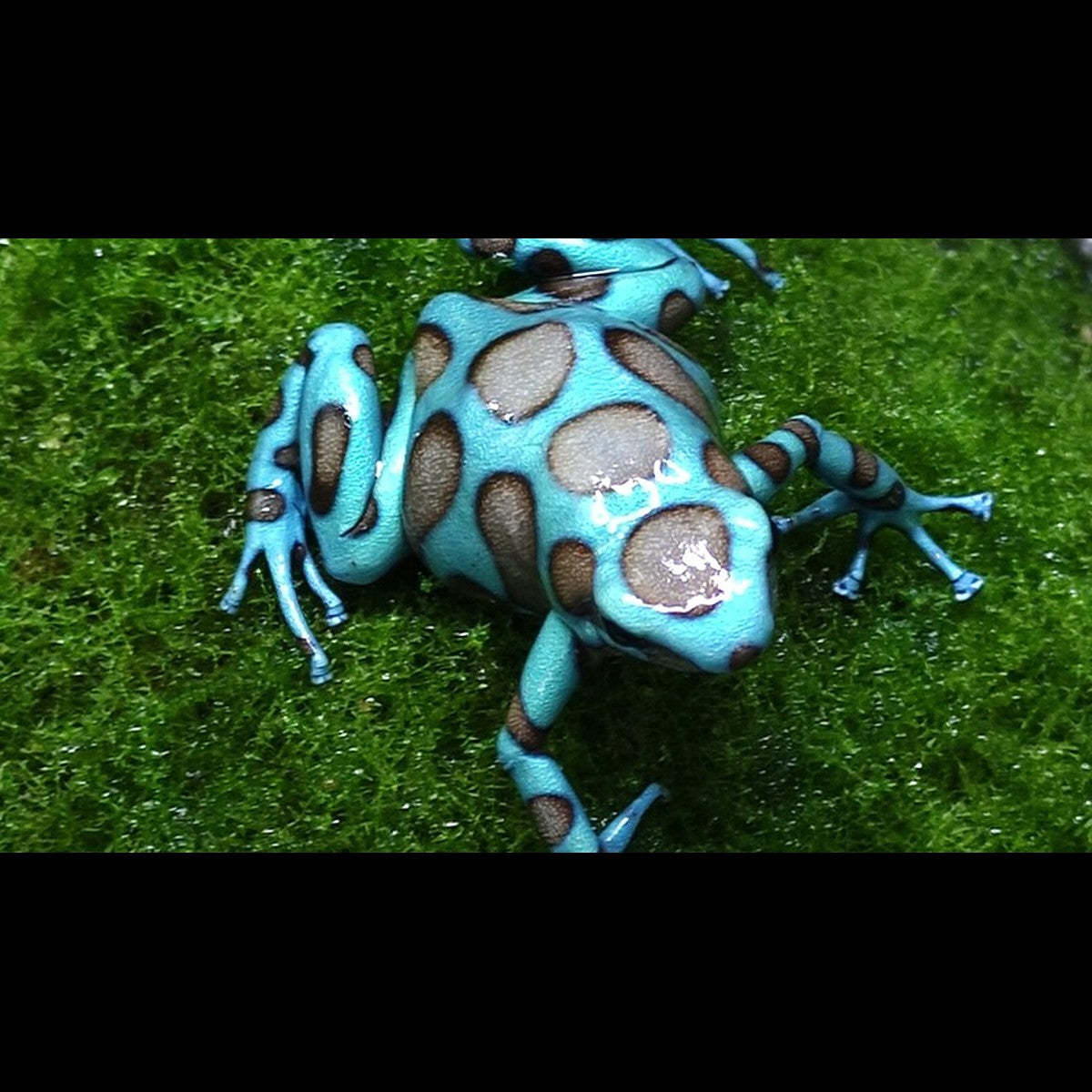 Dendrobate DORÉ Bronze (Dendrobates auratus bronze (EU-BRED)) – Sur commande