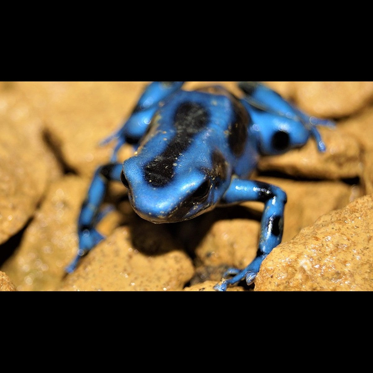 Dendrobate DORÉ BLEU (Dendrobates auratus blue (EU-BRED)) – Sur commande