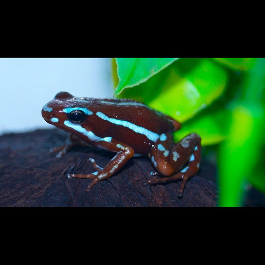 Grenouille Poison Tricolor ''saladillo" (Epipedobates ANTHONYI''RIO SALADILLO''EU) – Sur commande