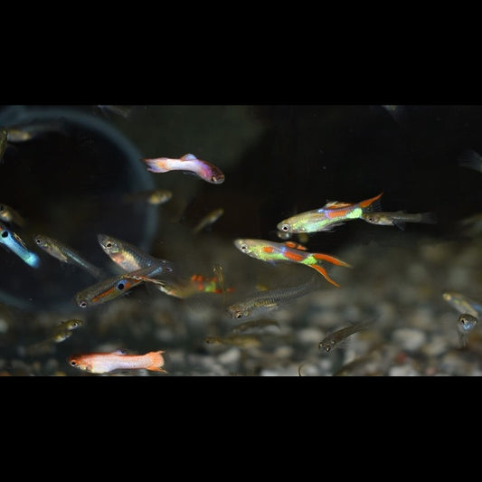 Guppy Endler Assortis (m/f) (Poec. wingei) – Sur commande – par 10