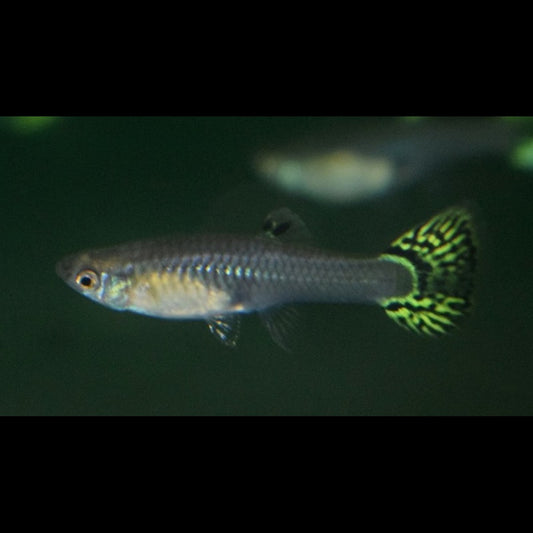 Guppy Snakeskin VERT (femelle) (Poec. RET. snakeskin green) – Sur commande – par 10