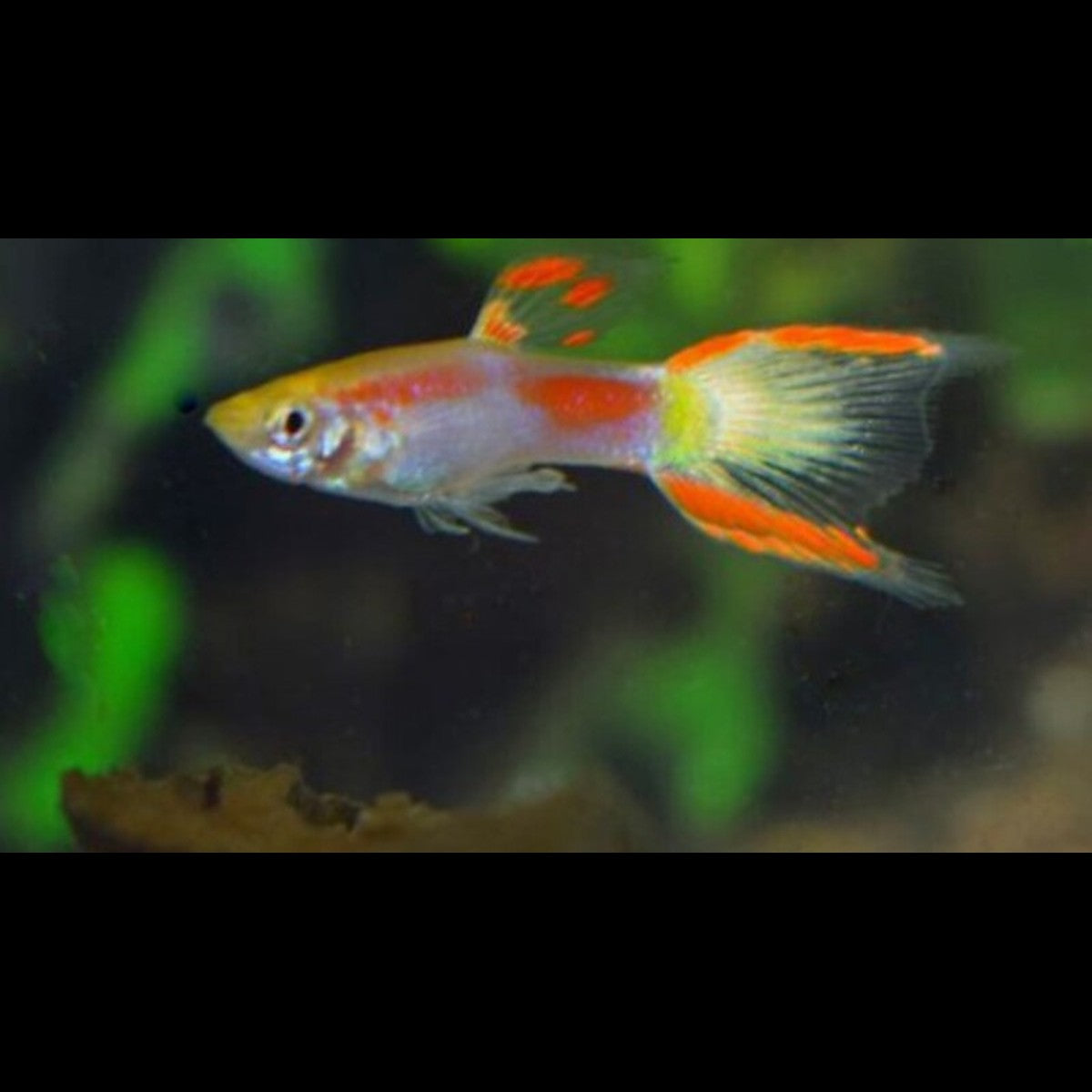 Guppy Endler Jaune Laser TAIL (mâle) (Poec. wingei yellow laser tail) – Sur commande – par 10