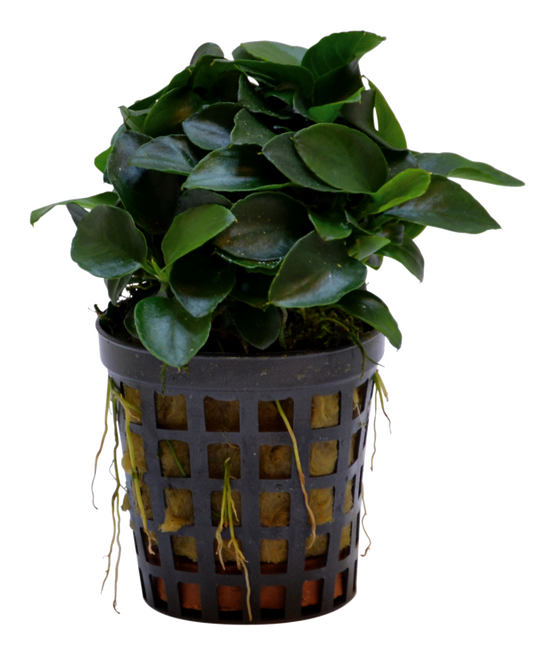 ANUBIAS  "mini coin"