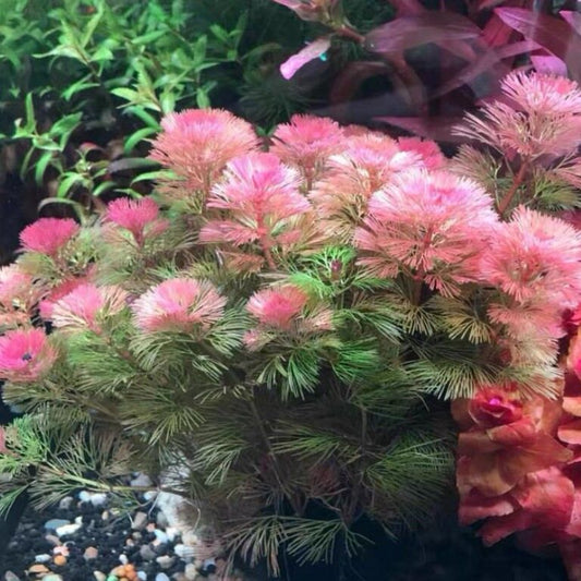 Cabomba Red