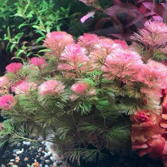 Cabomba Red