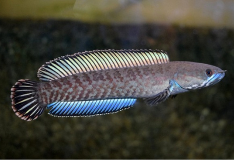 Channa Andrao 8-10cm