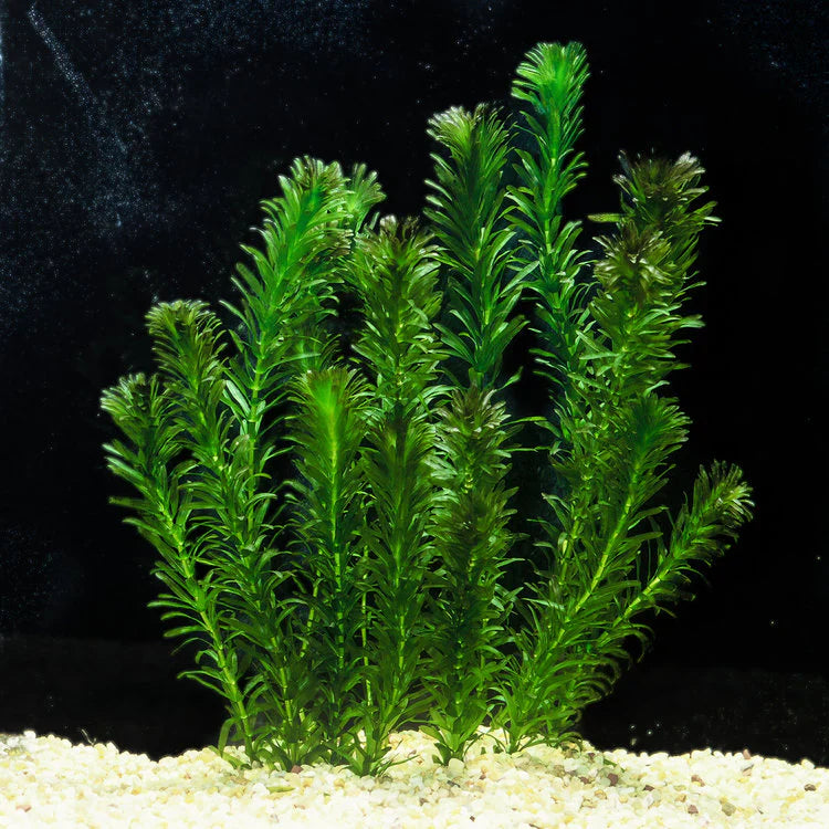 Élodée (ELODEA DENSA)