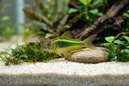 Corydoras Green lazer