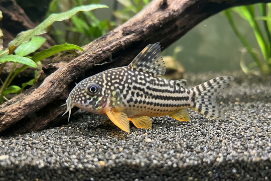Corydoras Sterbai