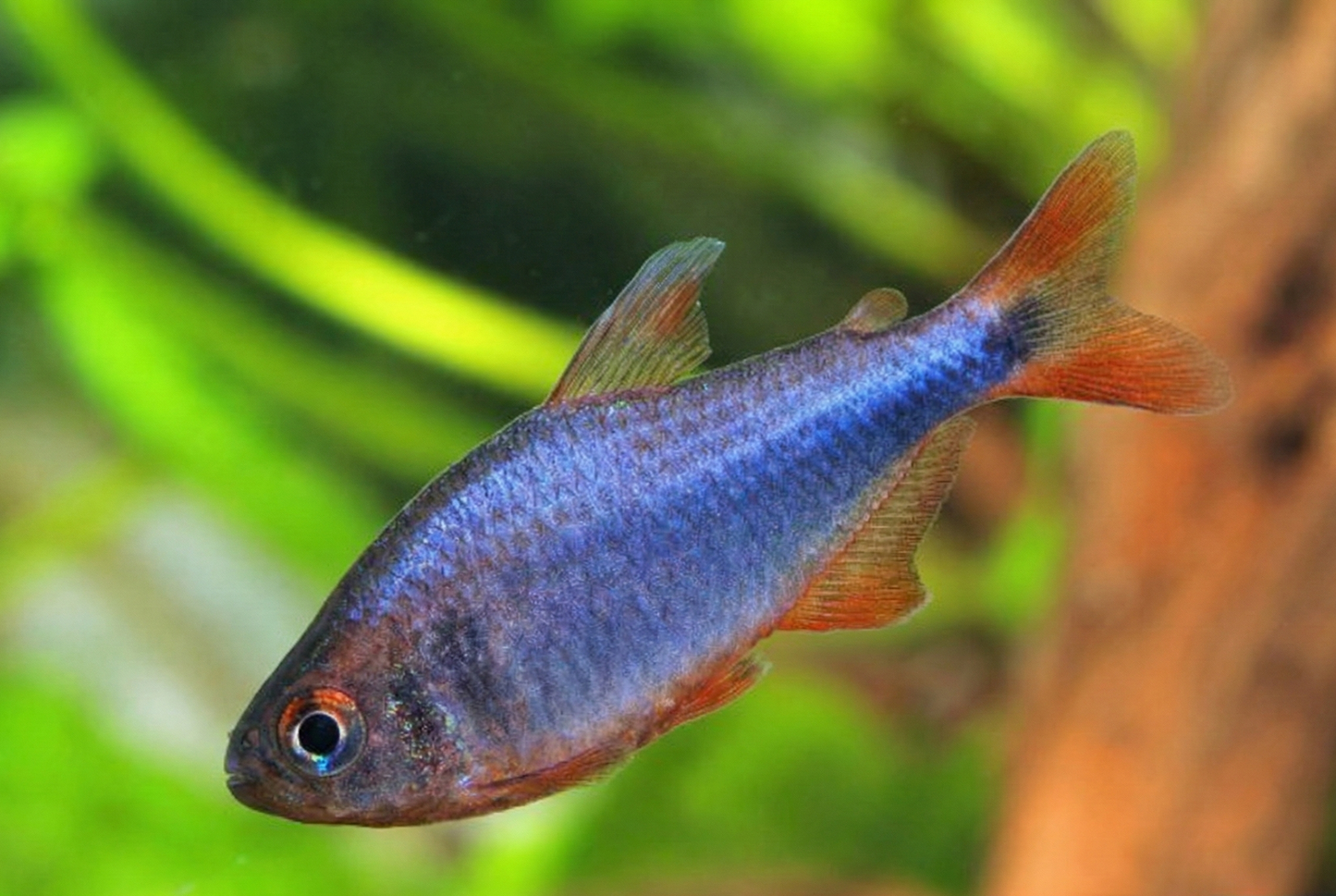 TÉTRA MYRTILLE HYPHESSOBRYCON WADAI