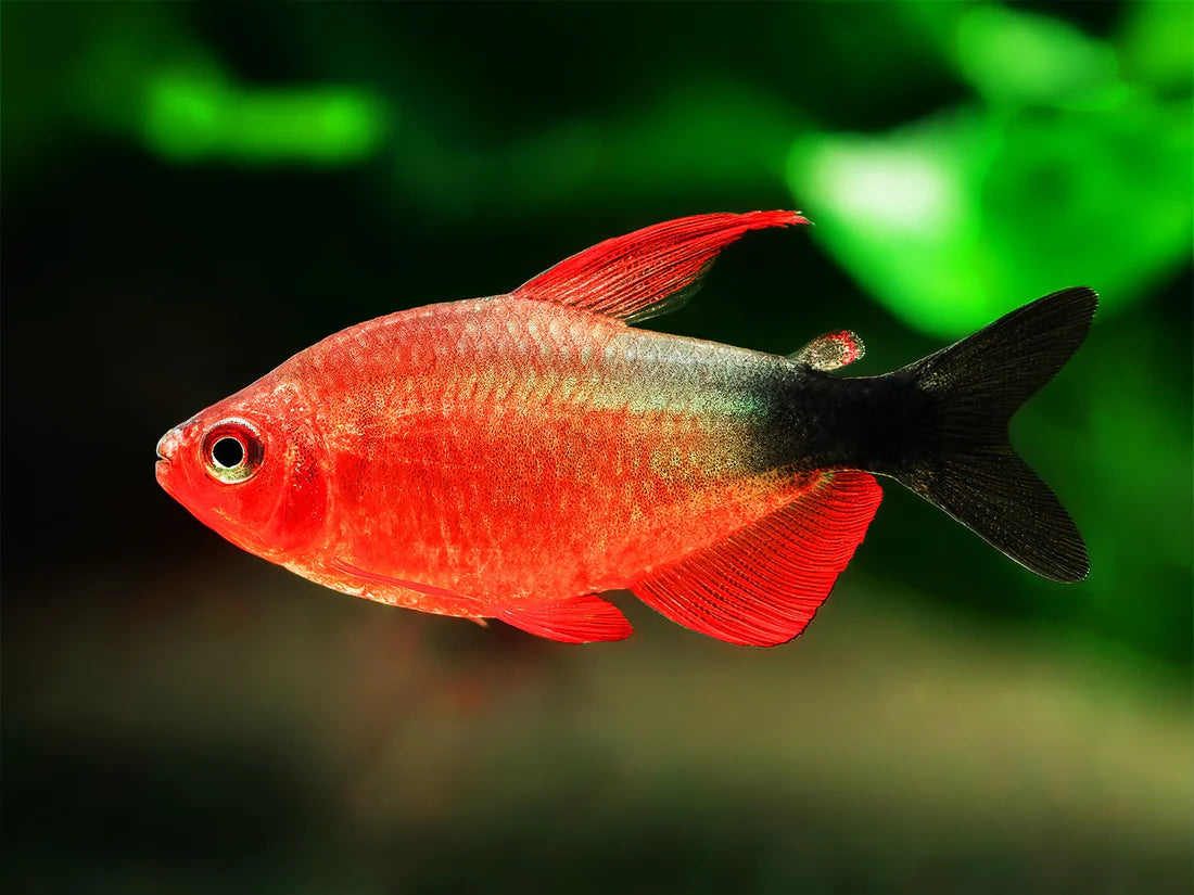 Hyphessobrycon Peugeoti