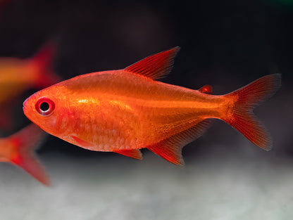 Tetra Red Muzel