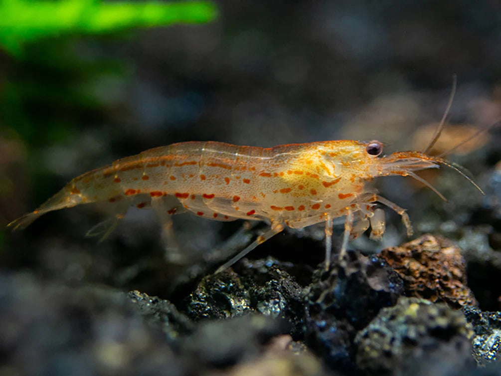 CARIDINA JAPONICA Orange