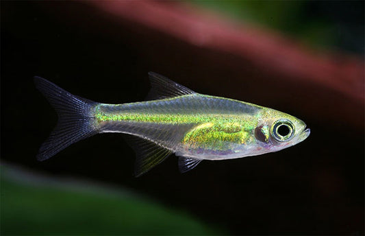 Microrasbora kubotai