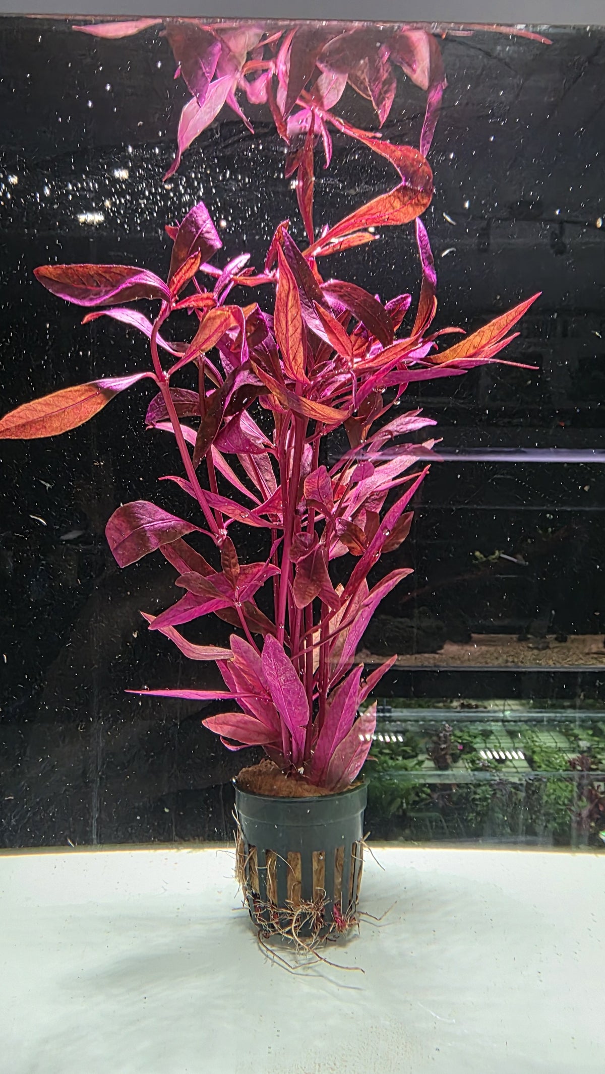 Alternanthera sessilis 'Rubra' plante d'aquarium rouge en pot