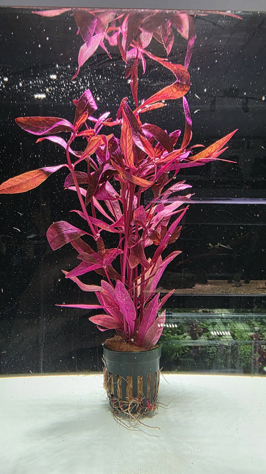 Alternanthera sessilis 'Rubra' plante d'aquarium rouge en pot