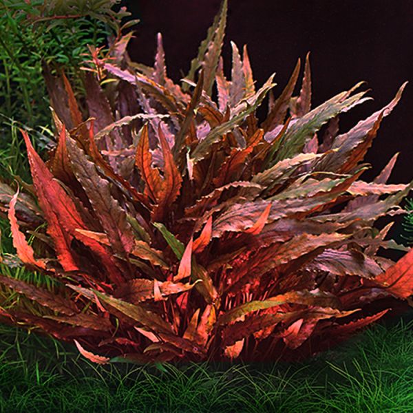 Wendi Rood Cryptocoryne wendtii red – Elysium Aquarium