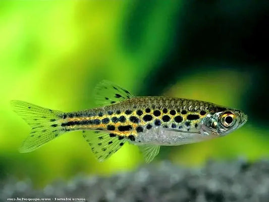DANIO TINWINI
