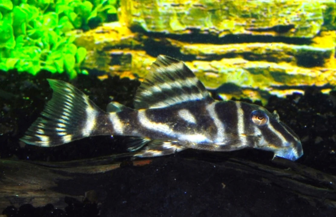 HYPANCISTRUS debilittera L129