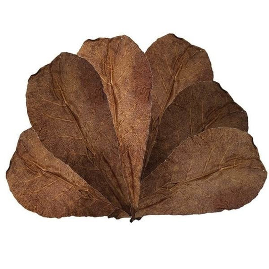 Feuilles de catappa +/- 20 pièces