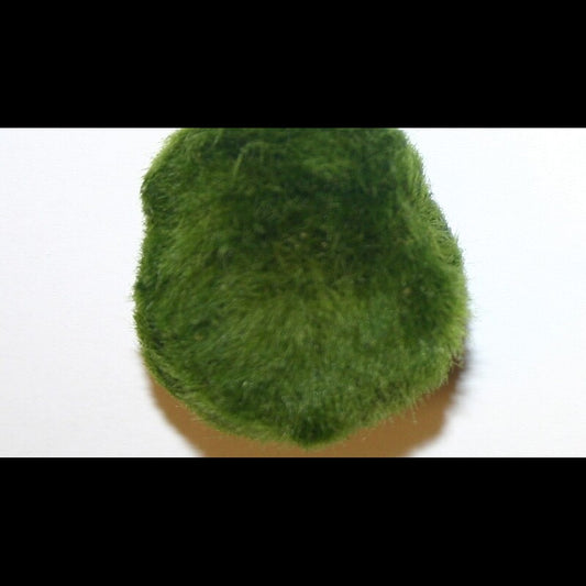 Cladophora aegagropila M (3-4 cm) (Boule de mousse, marimo)
