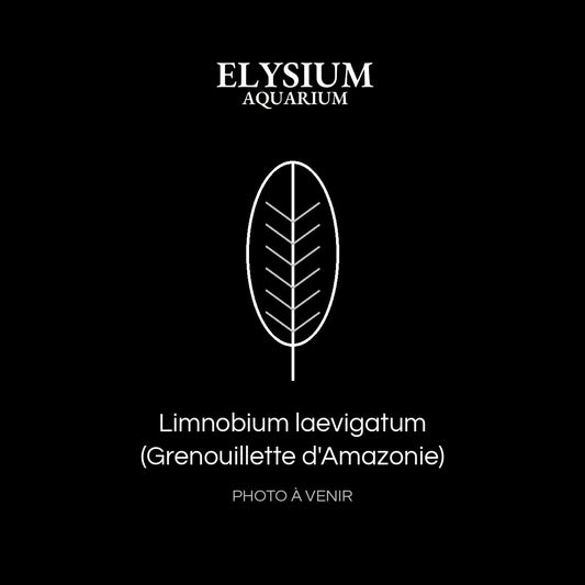 Limnobium laevigatum (Grenouillette d'Amazonie)