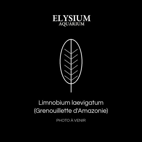 Limnobium laevigatum (Grenouillette d'Amazonie)