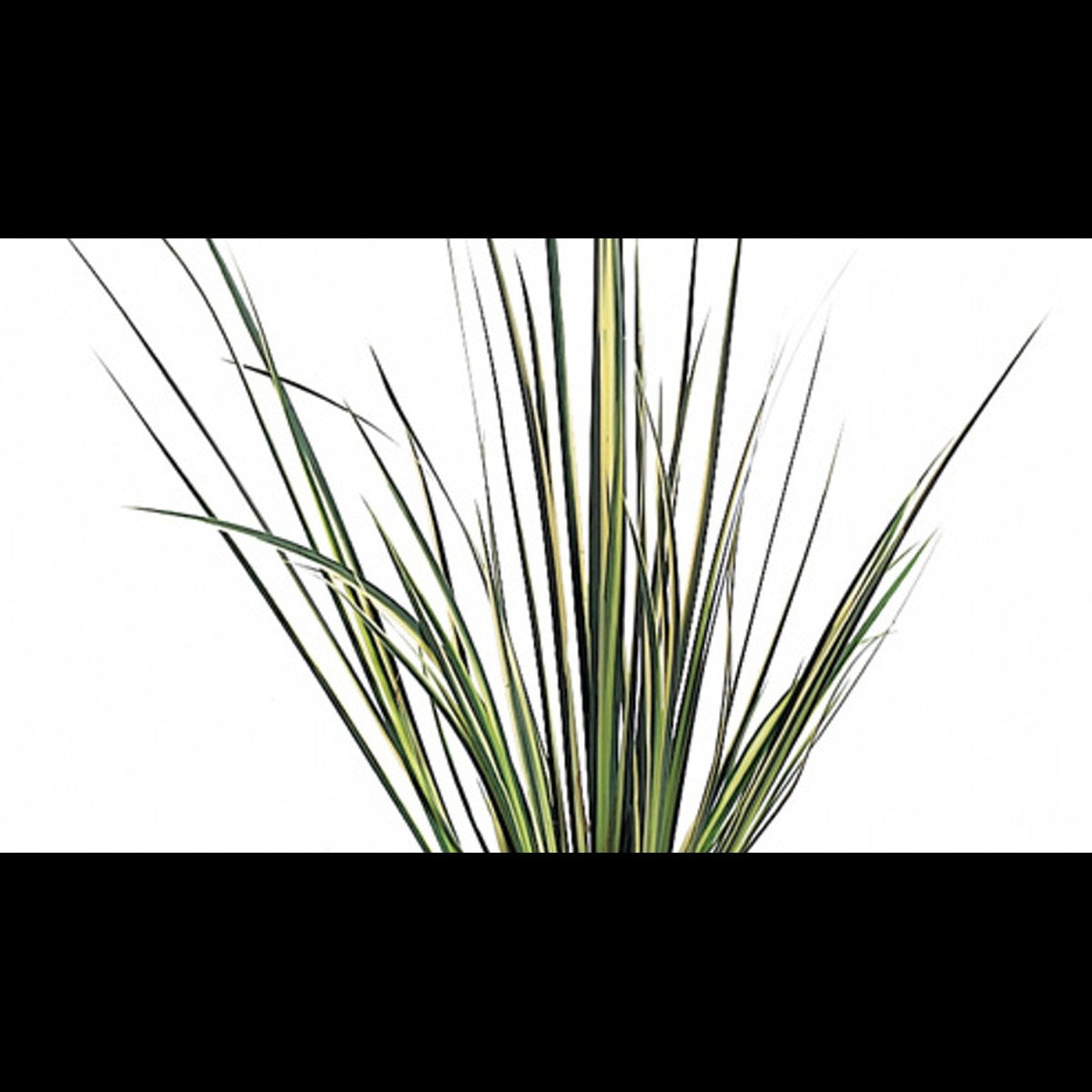 Acorus gramineus 'Variegatus' (Acore graminée)