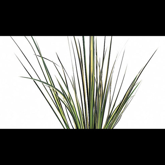 Acorus gramineus 'Variegatus' (Acore graminée)
