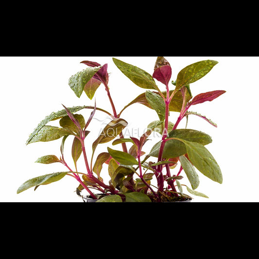 Alternanthera reineckii 'Lilacina' (Alternanthère)