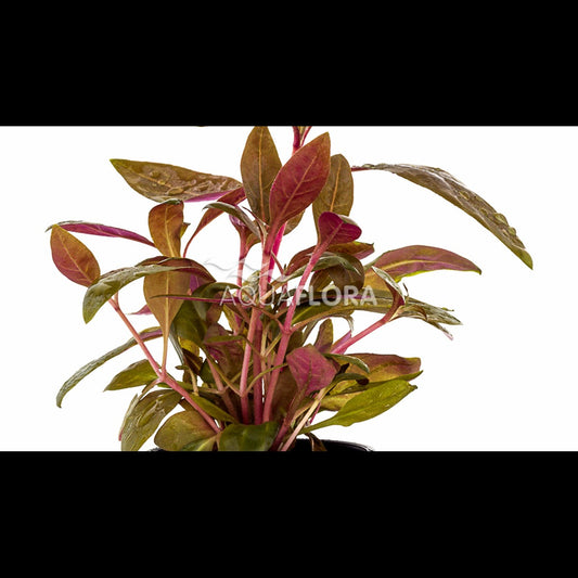 Alternanthera reineckii 'Rosaefolia' (Alternanthère)