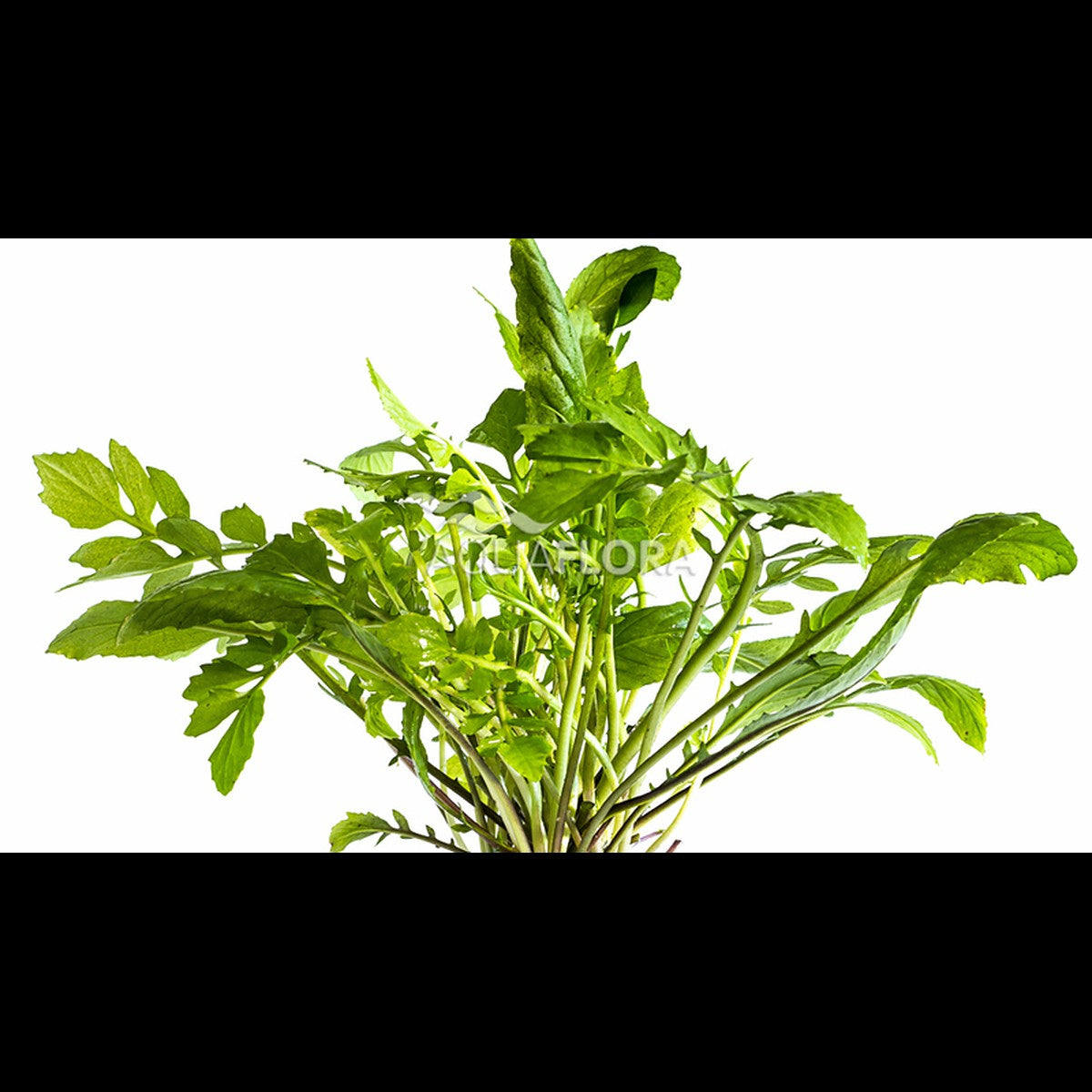 Armoracia aquatica (Raifort aquatique)