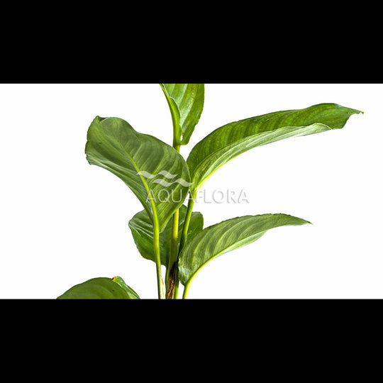 Anubias heterophylla