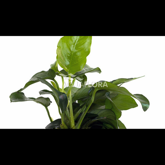 Anubias barteri var. nana