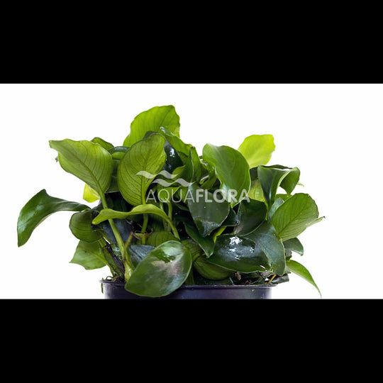 Anubias barteri var. nana 'Mini'