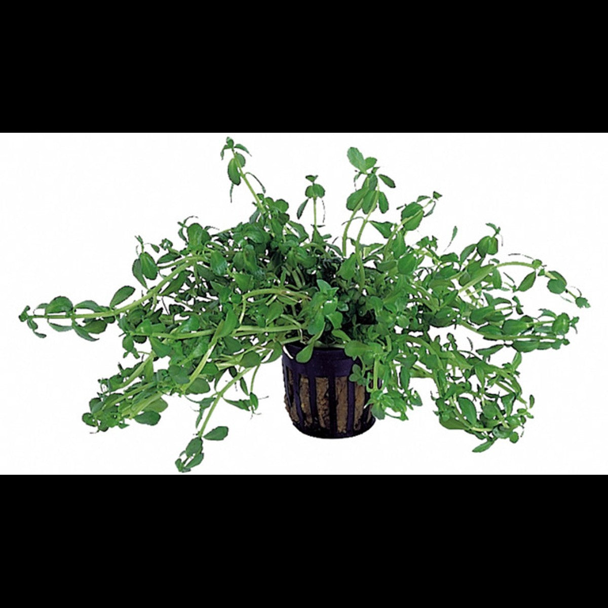Bacopa crenata (syn. monnieri)