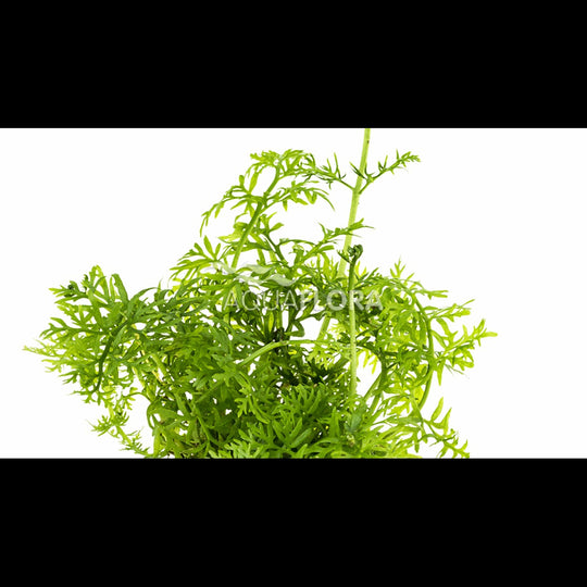 Ceratopteris thalictroides (Fougère d'eau)