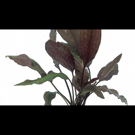 Cryptocoryne spiralis 'Tiger'