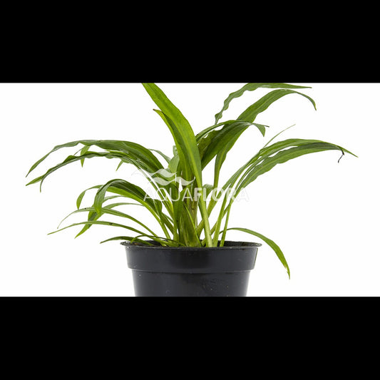 Cryptocoryne albida (syn. costata)