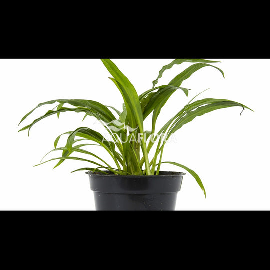 Cryptocoryne albida (syn. costata)