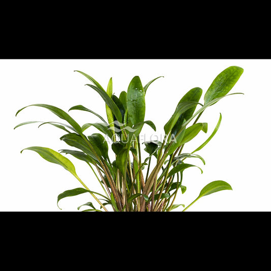 Cryptocoryne x willisii 'Lucens'