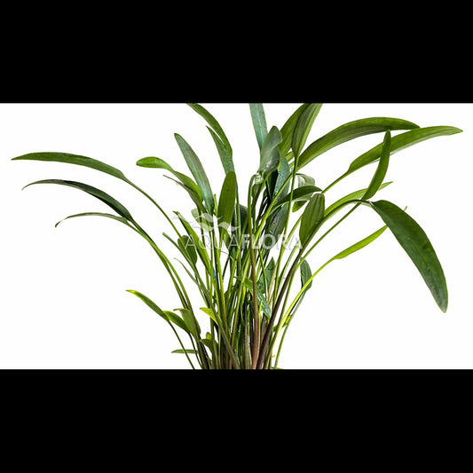 Cryptocoryne x willisii 'Nevellii'