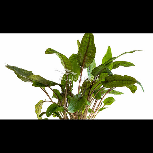 Cryptocoryne 'Tropica'