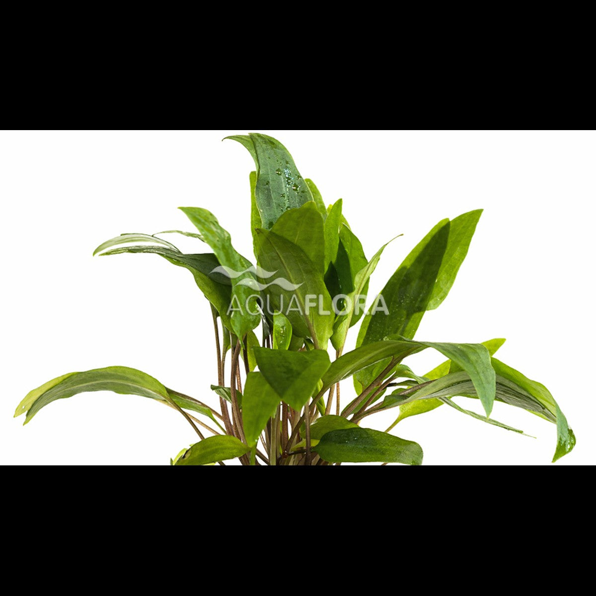 Cryptocoryne x willisii