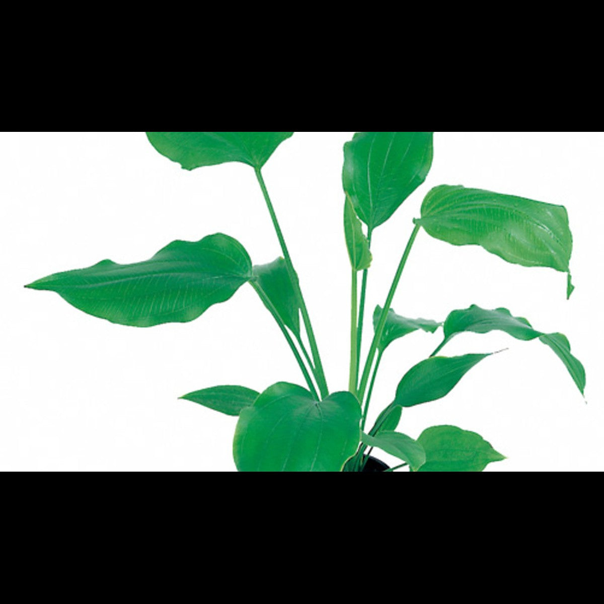 Echinodorus palifolius (Plante-épée)