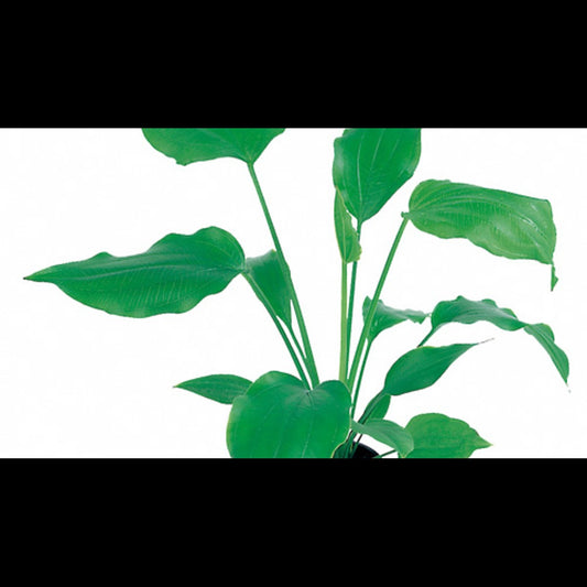 Echinodorus palifolius (Plante-épée)
