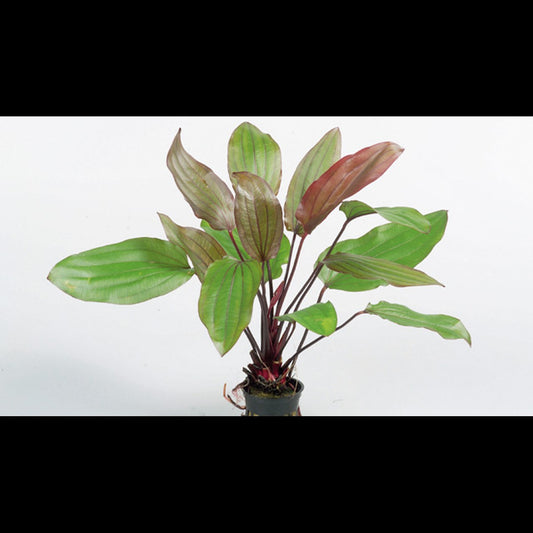 Echinodorus 'Fantasy' (Plante-épée)