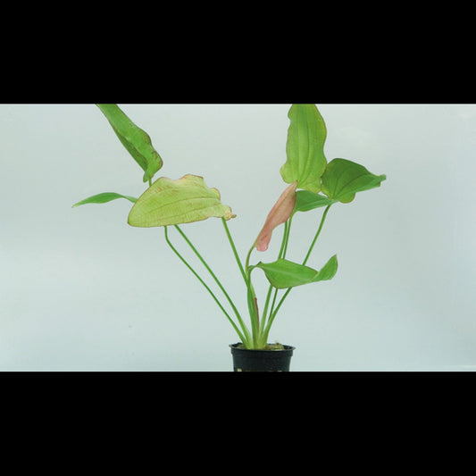 Eriocaulon sp. 'Dong Ha'