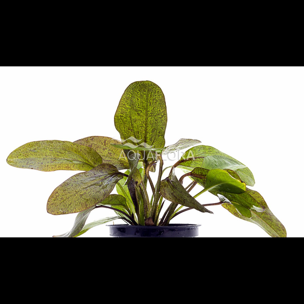 Echinodorus 'Ozelot' (Plante-épée)