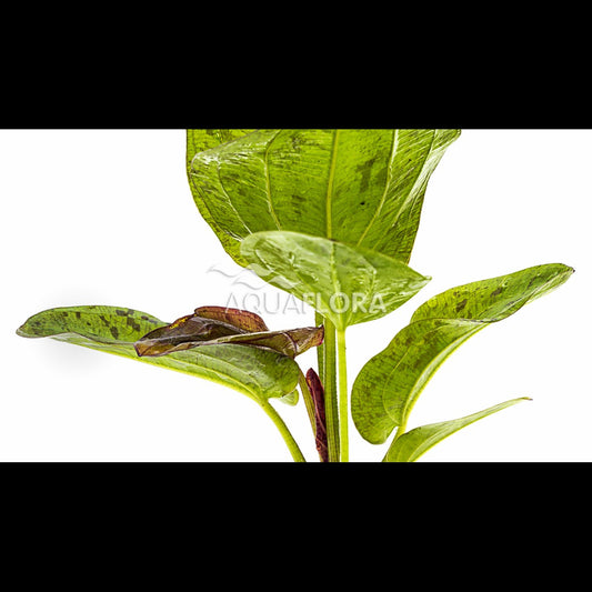 Echinodorus 'Paul Kloecker' (Plante-épée)